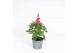 Antirrhinum majus rose 