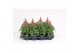 Antirrhinum majus rose 