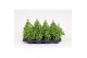 Antirrhinum majus wit 