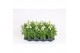 Antirrhinum majus wit 