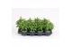 Antirrhinum majus wit 