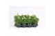 Antirrhinum majus wit 