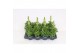 Antirrhinum majus wit 