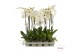 Phalaenopsis wit 2 tak - 75/80cm 