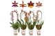 Oncidium mix boog 1 tak 