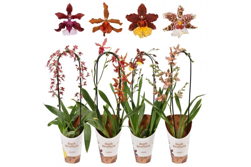 Oncidium mix boog 1 tak 