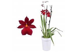 Burrageara nelly isler cambria red velvet 2 tak met witte pot