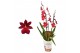 Burrageara nelly isler cambria 2 tak red velvet 