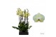 Phalaenopsis golden coin 2 tak - 55/60cm 