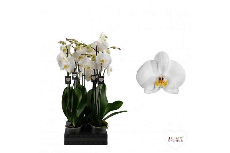 Phalaenopsis anthura cambridge 2 tak - 65/70cm Phalaenopsis anthura cambridge 2 tak - 65/70cm