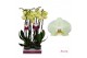 Phalaenopsis golden coin 2 tak - 65/70cm 
