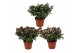 Rhododendron simsii mevr gerard kint mix (Kint soorten) 