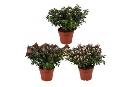 Rhododendron simsii mevr gerard kint mix (Kint soorten)