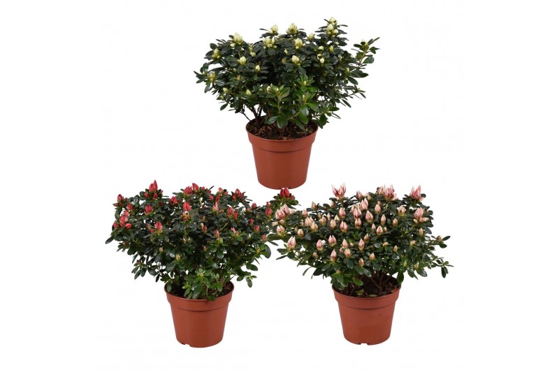 Rhododendron simsii mevr gerard kint mix (Kint soorten) 
