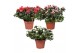 Rhododendron simsii mevr gerard kint mix (Kint soorten) 
