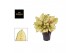 Aglaonema corn silk 