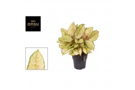 Aglaonema corn silk