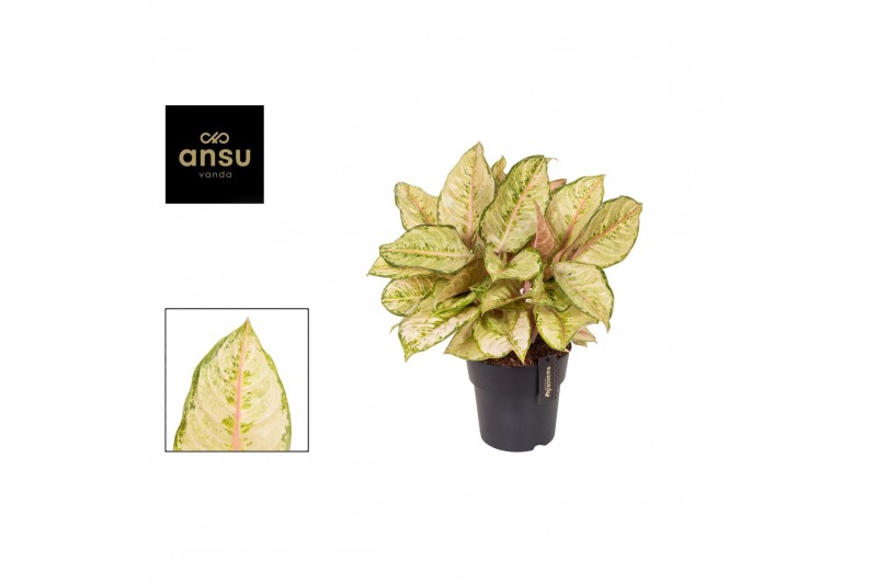 Aglaonema corn silk 