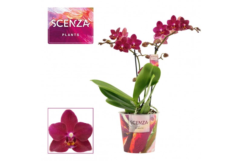 Phalaenopsis multiflora rood Phalaenopsis multiflora 2 tak Devil (Scen 