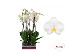 Phalaenopsis anthura oxford 2 tak - 75/80cm