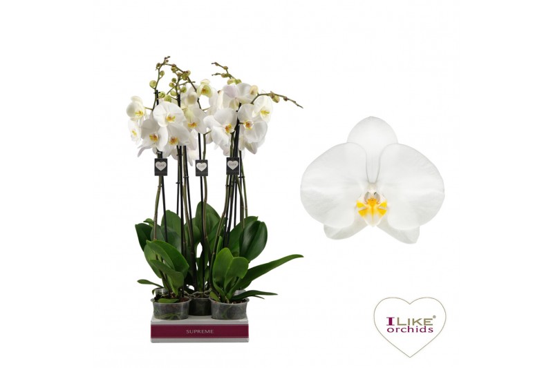 Phalaenopsis anthura oxford 2 tak - 75/80cm Phalaenopsis anthura oxford 2 tak - 75/80cm
