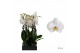 Phalaenopsis anthura cambridge 2 tak - 55/60cm 