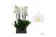 Phalaenopsis anthura oxford 2 tak - 65/70cm 