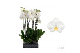 Phalaenopsis anthura oxford 2 tak - 65/70cm