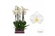 Phalaenopsis anthura oxford 2 tak - 65/70cm 