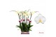 Phalaenopsis anthura oxford 2 tak - 65/70cm 