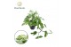 Epipremnum pinnatum hang marble king 