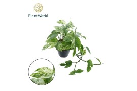 Epipremnum pinnatum hang marble king