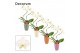 Phalaenopsis wit Phalaenopsis hurricane wit in Carly (Craft world-coll 