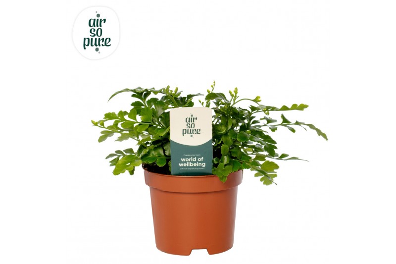 Asplenium parvati 