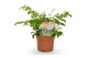 Asplenium parvati 