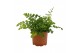 Asplenium parvati 