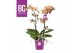 Phalaenopsis multiflora oranje BO - Colours Monaco - 2 tak, 17+ bloem 