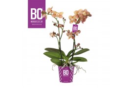 Phalaenopsis multiflora oranje BO - Colours Monaco - 2 tak, 17+ bloem