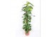 Epipremnum aureum mosstok 