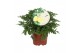 Pelargonium graveolens+etiket 