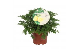 Pelargonium graveolens+etiket