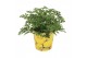 Pelargonium graveolens in beker citroen 