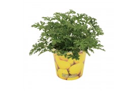 Pelargonium graveolens in beker citroen