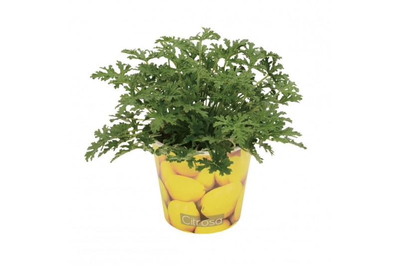 Pelargonium graveolens in beker citroen 