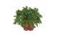 Pelargonium graveolens 