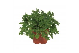 Pelargonium graveolens