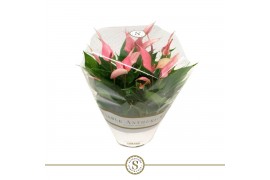 Anthurium lilli table schaal