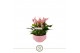 Anthurium lilli table schaal in lucca keramiek 