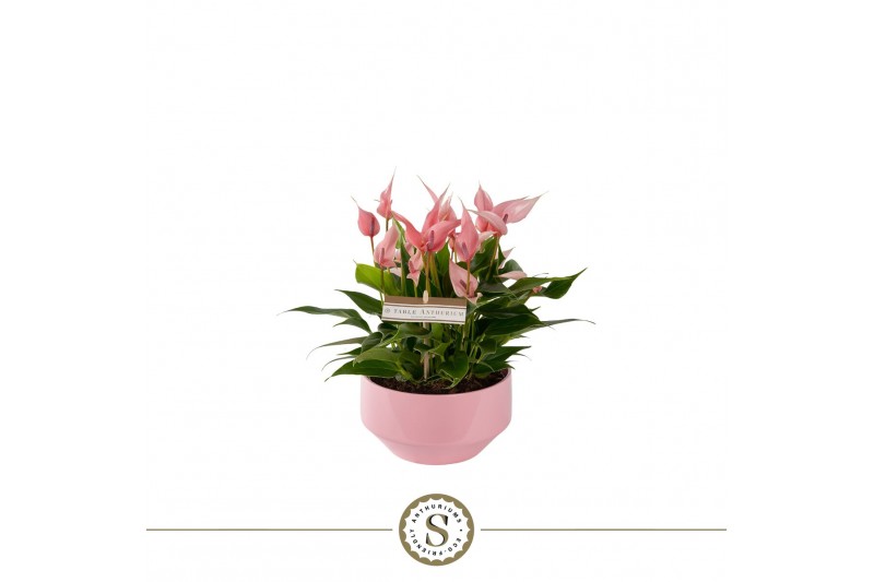 Anthurium lilli table schaal in lucca keramiek Anthurium lilli table schaal in lucca keramiek