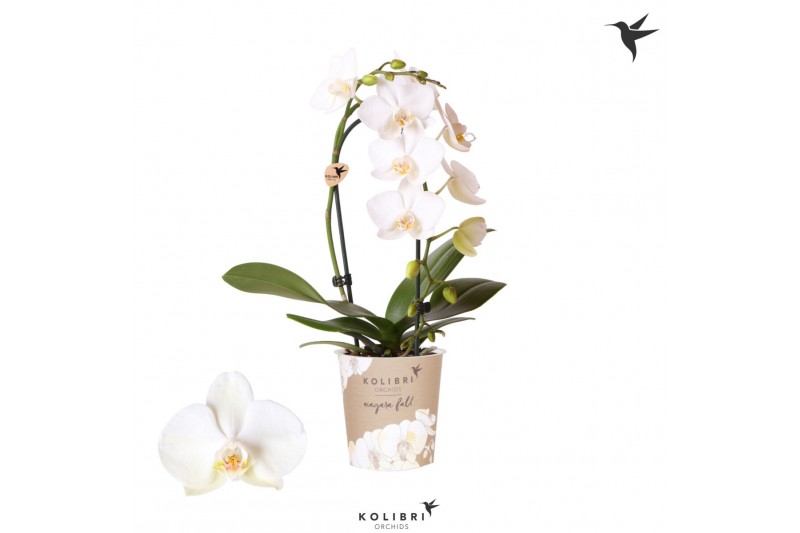 Phalaenopsis elegant cascade 1 tak niagara fall white kolibri orchids 